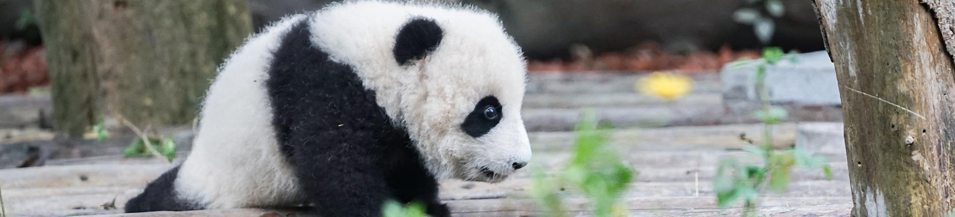 Panda, Chengdu