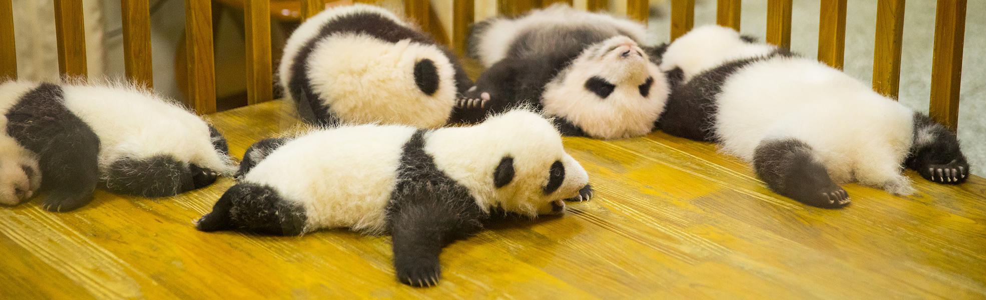 Panda in Chengdu
