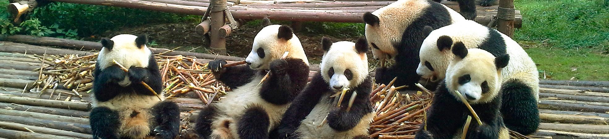Pandas in Sichuan, China