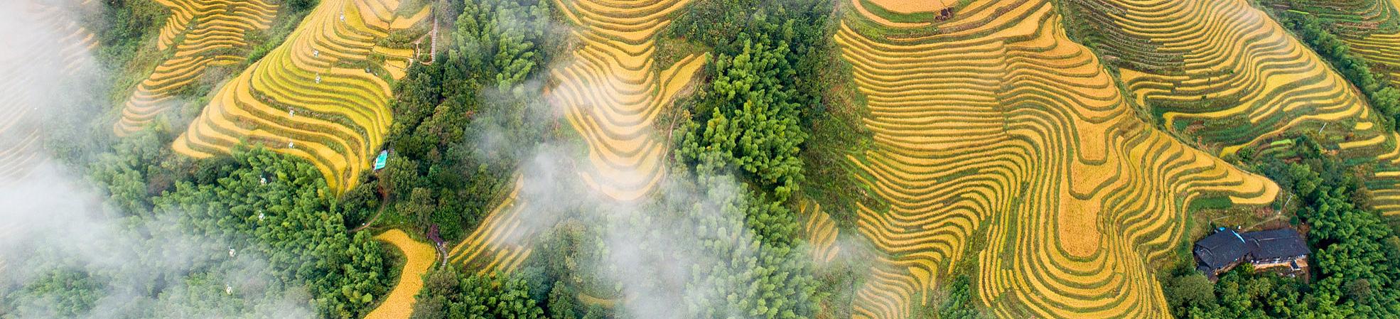 Longji Rice Terraces of Longsheng 