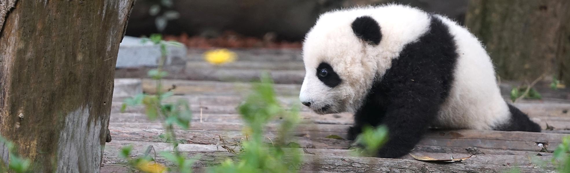 Panda