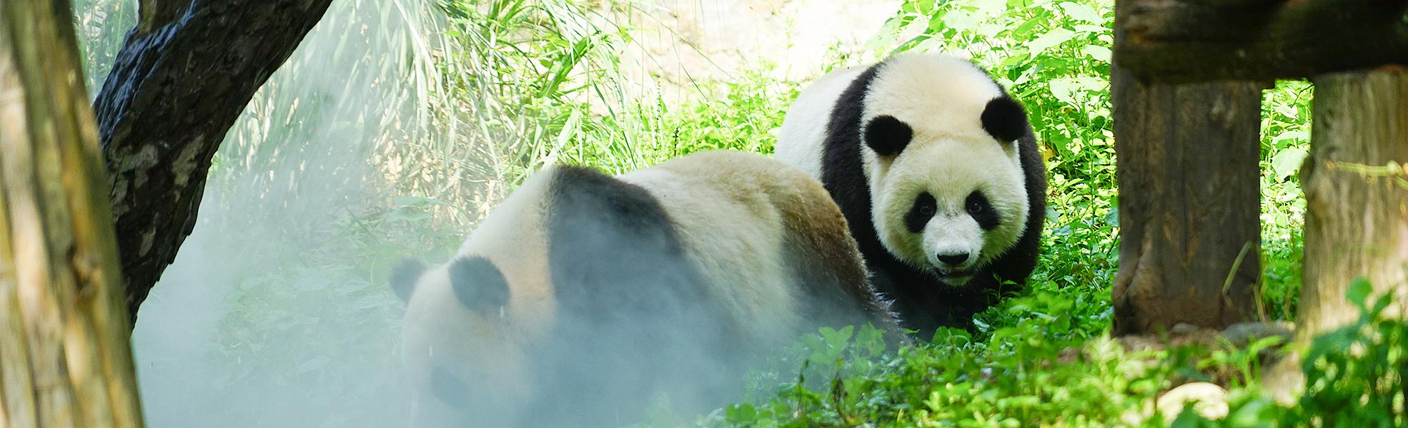 Pandas