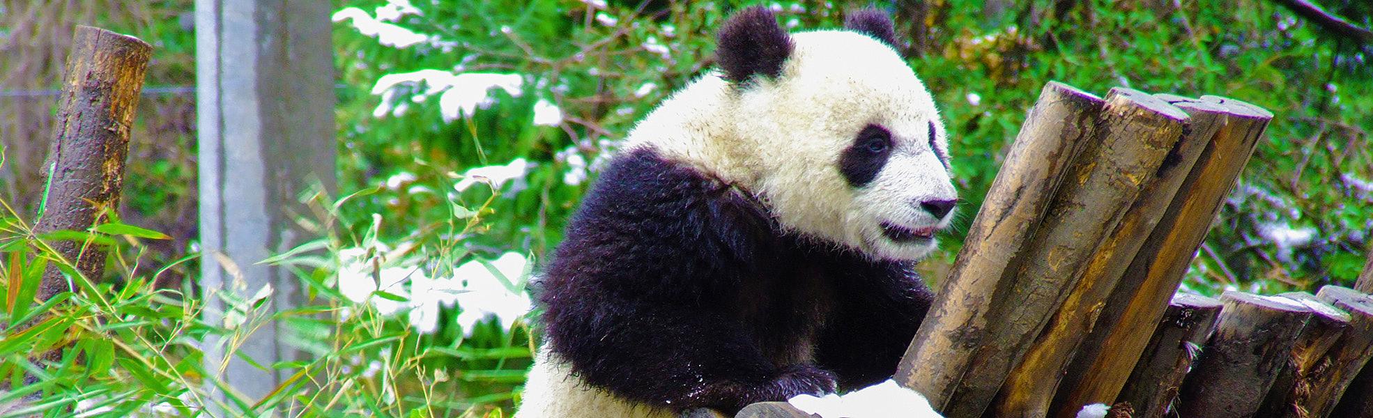 Panda at Wolong National Nature Reserve